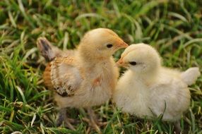chicks sitting in the green grass