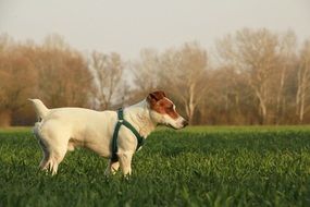 Dog is walking on a meadow