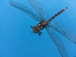 dragonfly on a blue background close up