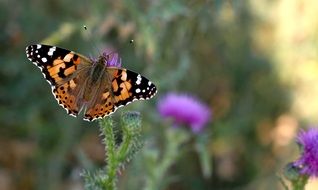 orange black Butterfly on flower close-up on blurred background