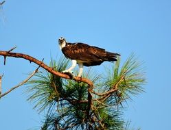 hawk on a pine branch