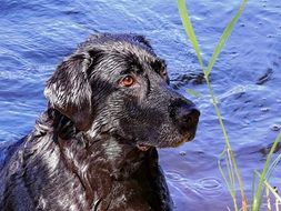 wet black Dog, Labrador at water