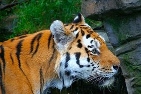 striped tiger profile