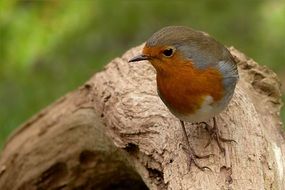 foraging wild robin