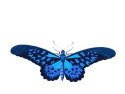 isolated blue butterfly