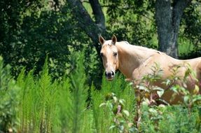 white horse stands near a tree