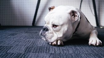 white small Bulldog