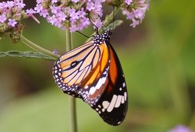 exotic butterfly on the summer flower