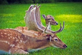 Roe deers are lying on the grass