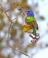 Painted Bunting, Bird Perched branch in wild