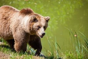 Bavarian Bear in the wildlife