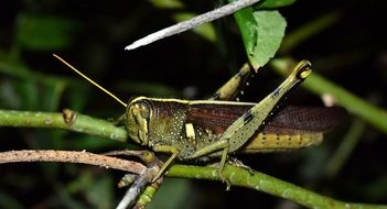 grasshopper on green branch