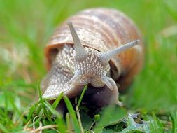 Snail on grass, macro