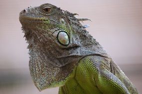 exotic lizard in a terrarium