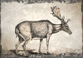 perfect beautiful Deer Wildlife drawing