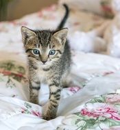 Cute and colorful little Newborn Kitten