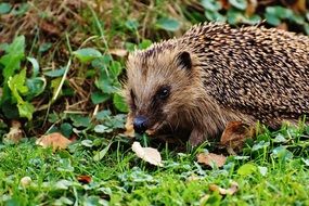 prickly hedgehog sitting on green grass