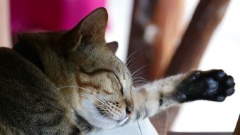 Cute cat sleeping