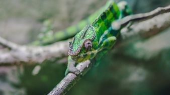green lizard on the branch