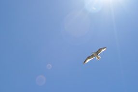 Seagull with wide open wings at sky