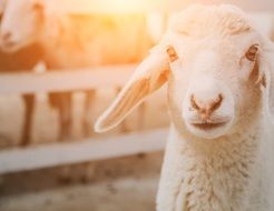 little sheep on the farm