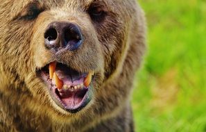 European brown bear is a wild animal, which is located in the wildlife park