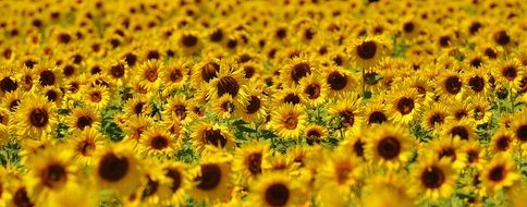 Sunflowers in the summer