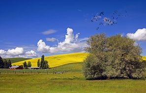 lonely tree on a green field in the countryside