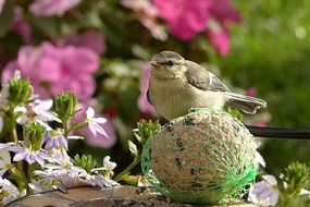 blue tit on the ball in the garden