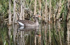 goose floating in the pond and its reflection in the water