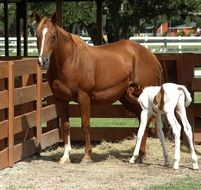 foal feeds on mother's milk