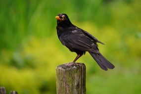 Blackbird Tree