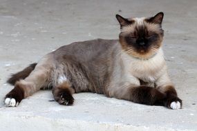Tired Lazy Burmese Cat