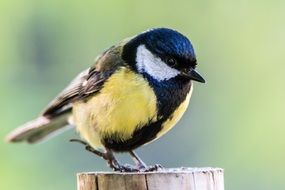 Chickadee, bird on pile close up