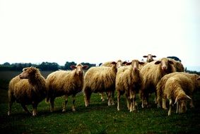 a flock of sheep graze on a green hill