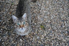 domestic cat on a gray stone walkway