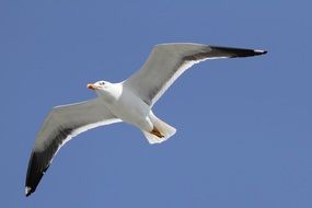 seagull in blue sky