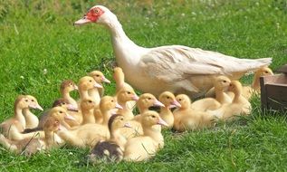Duck family in the wildlife