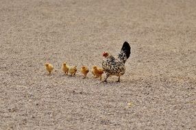 chicken with chickens on the farm