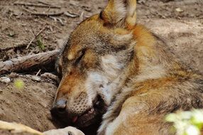wolf resting from fatigue