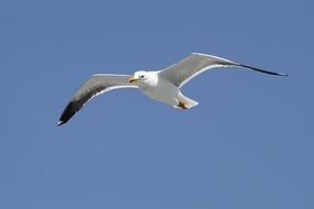 seagull larus argentatus