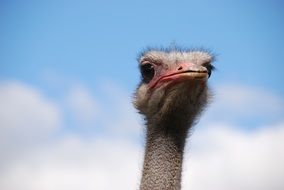 Ostrich bird with long neck