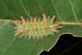spiny oak slug caterpillar