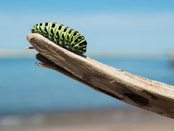 green caterpillar on a branch under the bright sun