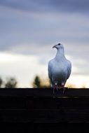 white dove against the evening sky
