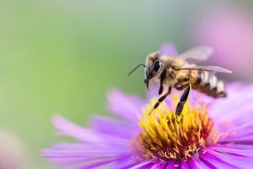 Bee on the purple flower