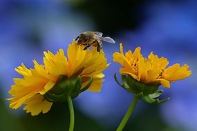 bee pollinating yellow flowers in summer