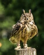 Eurasia Eagle Owl close-up on blurred background