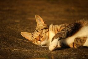 domestic cat basks in the sun