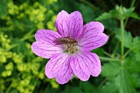 insect on the purple geranium